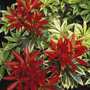 Pieris Pack Of 2 (2Lt Pot)